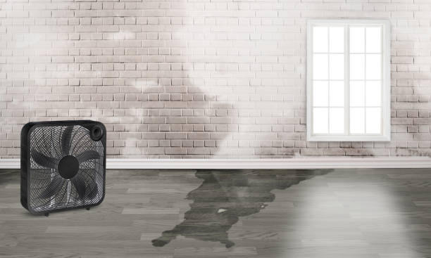 Best Water damage contractors near me  in Benton Park, CA